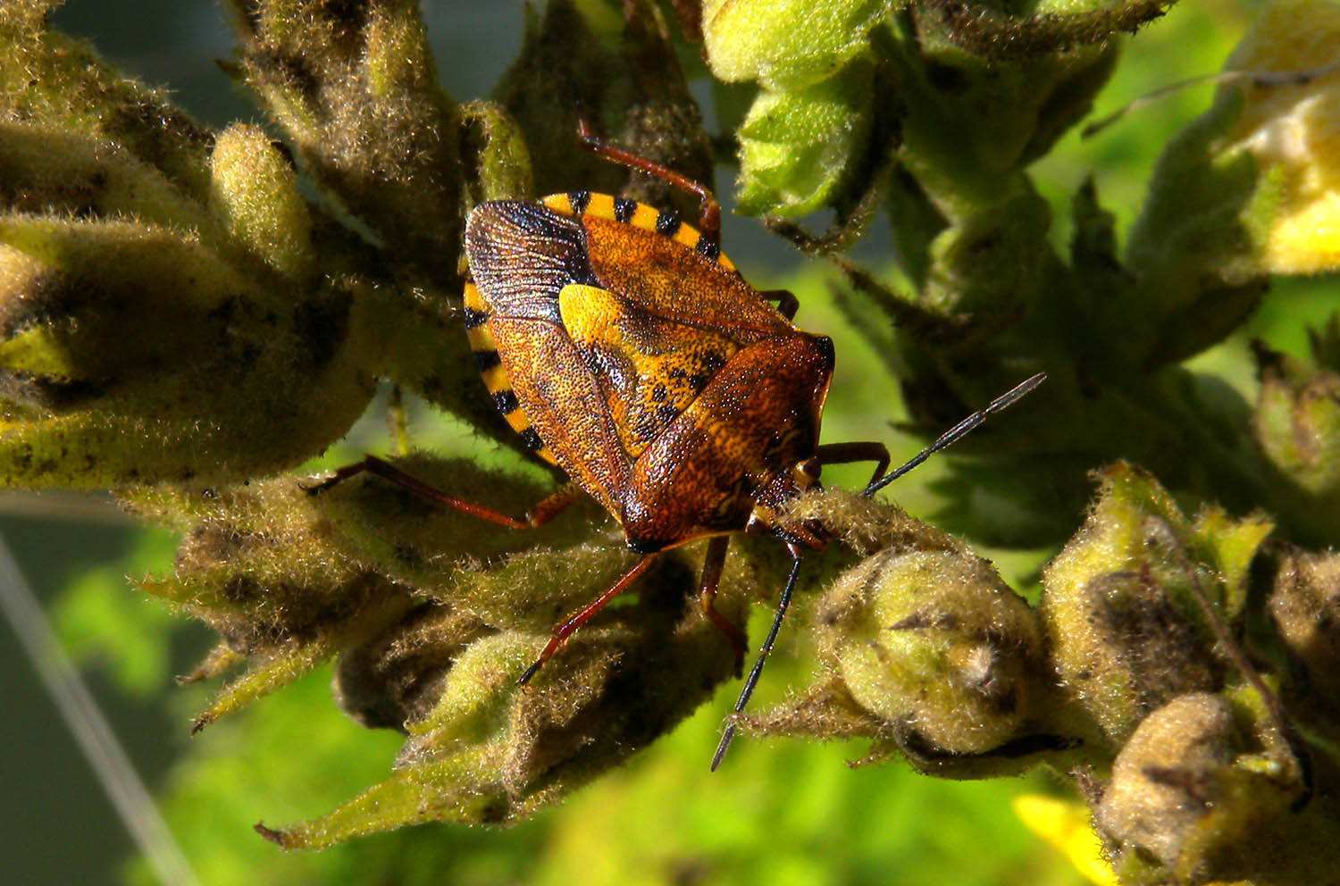 Pentatomidae: Carpocoris cfr. purpureipennis di Paullo (MI)